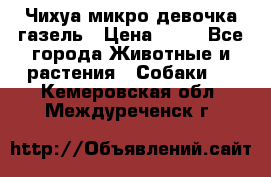 Чихуа микро девочка газель › Цена ­ 65 - Все города Животные и растения » Собаки   . Кемеровская обл.,Междуреченск г.